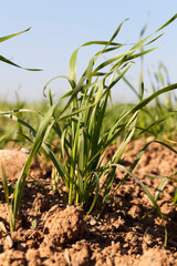 green grass in the autumn season,