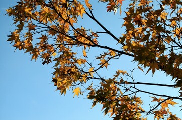 モミジの紅葉