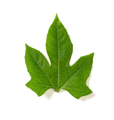 fresh green leaf on a white background