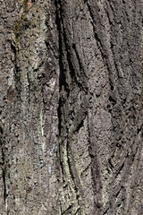 tree bark photographed close-up,