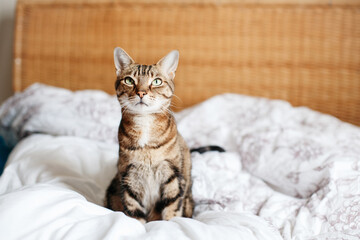 Beautiful pet cat sitting on a bed in bedroom at home looking up. Relaxing fluffy hairy striped domestic animal with green eyes. Adorable furry kitten feline friend.