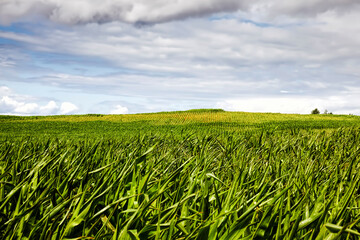 Fototapeta na wymiar corn on an agricultural field