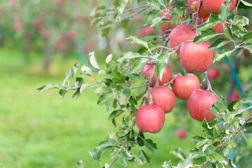 りんごの収穫期