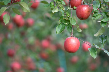りんごの収穫期