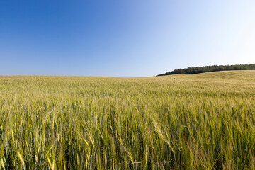 landscape of agricultural wheat crops
