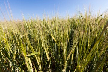 an agricultural field sown with unripe wheat cereals