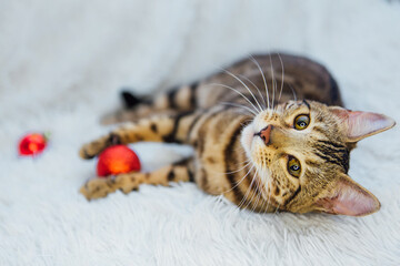 Bengal cat laying on the white background with christmas decorations.