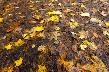 fallen to the ground foliage of deciduous trees