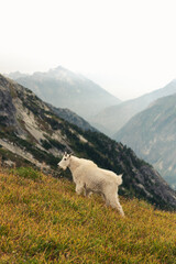 Mountain goat in cascade national park