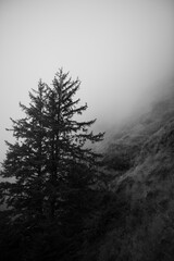 a foggy black and white