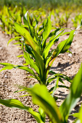 a sunlit agricultural field with green sweet corn