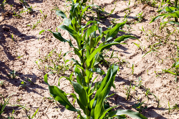 young corn sprouts in the spring season