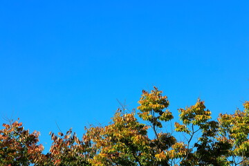 하늘과 느티나무잎이 보이는 풍경