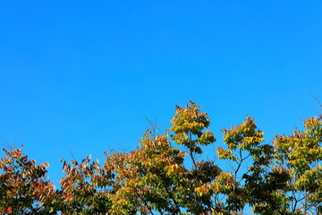 하늘과 느티나무잎이 보이는 풍경