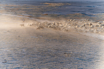 White sheep on the land with beautiful sunset. Many sheep walking around the field .Farm animals concept.