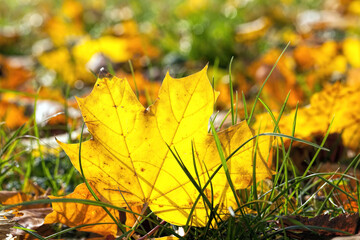 leaf fall in autumn and on maple trees