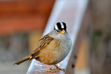 White-crowned Sparrow