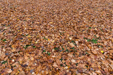 autumn nature