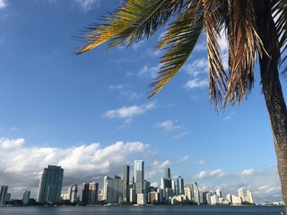 Fototapeta na wymiar Miami South Florida skyscrapers skyline and bay at afternoon seen through palm tree photo picture