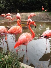 Flamingo bird