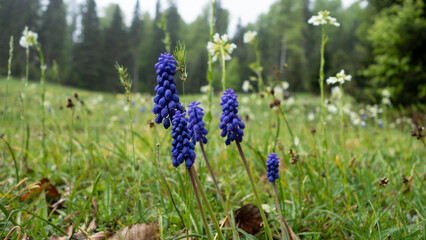 Close-up shot to Muscari armeniacum is a species of the flowering plant in the squil subfamily formerly the lilies
