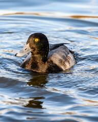 Beautiful lesser scaup male duck