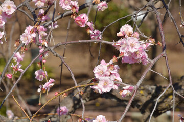 樹木・シダレウメ　バラ科