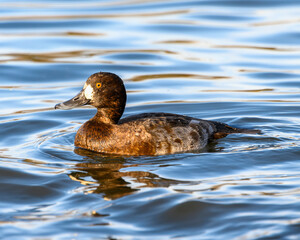 Beautiful lesser scaup female