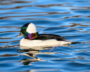 Stunning bufflehead male duck