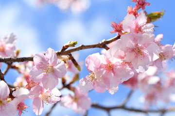 Fototapeta premium 河津桜