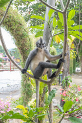 monkey in a cool pose on a small tree