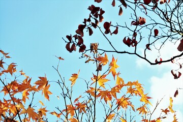 モミジとハナミズキの紅葉