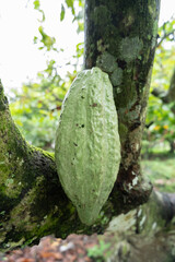 close up of raw cacao pods on the tree