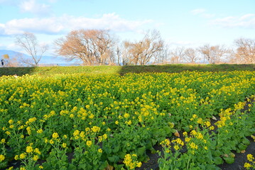 琵琶湖湖岸に咲く菜の花畑です