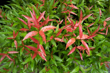 combination of red and green leaves exposed to morning dew