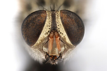 Macro Photo of Head of Dead Housefly Isolated on White Background