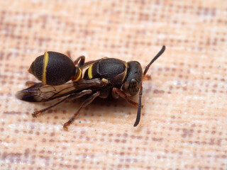 Macro Photo of Wasp on The Floor