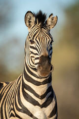 Fototapeta na wymiar Vertical portrait of an adult zebra in Kruger Park in South Africa