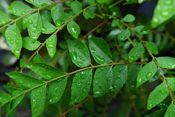 raindrops on the blooming green leaves