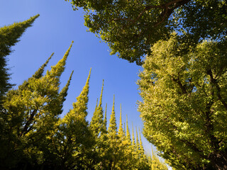 黄葉した神宮外苑のイチョウ並木