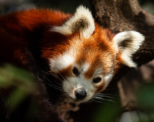 Closeup of cute red panda face in green leaves of tree in natural habitat..