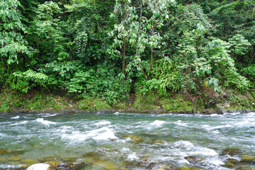 small and shallow river in the middle of dense forest