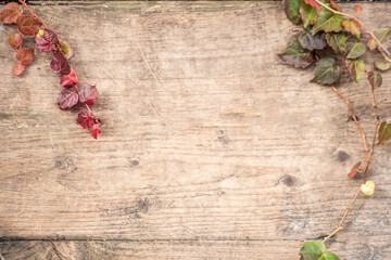 シンプルな紅葉とツタの秋らしい木目、板の背景画像/ボタニカルフレーム