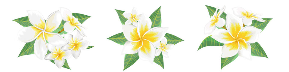 Vector set of tropical flowers on a white background. White frangipani, plumeria.