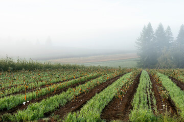Fototapeta na wymiar Tree Nursery on a Foggy, Autumn Morning in Oregon