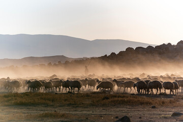 White sheep on the land with beautiful sunset. Many sheep walking around the field .Farm animals concept.