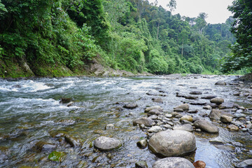small and shallow river in the middle of dense forest