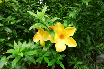 beautiful yellow flowers among the green leaves