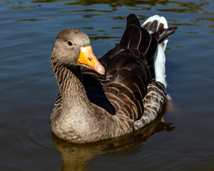 Pato nadando en un estanque