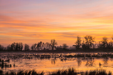An intense orange sky at sunrise reflects on the surface of wetlands with distant water fowl visible.